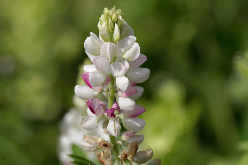 flowers of Lupinus elegans