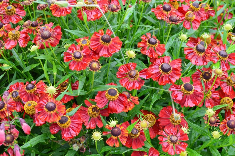 sneezeweed ‘Rubinzwerg’ with open red flowers and brown centres