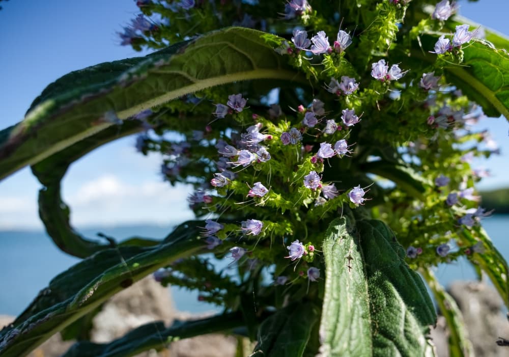 small flowers on Echium 'Pink Fountain'