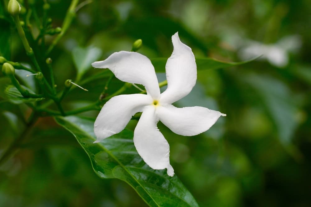 magnified view of a single white Trachelospermum jasminoides flower