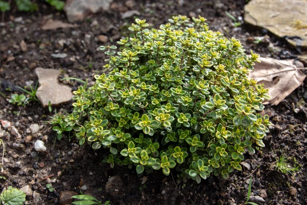 Thymus citriodorus growing in rocky soil