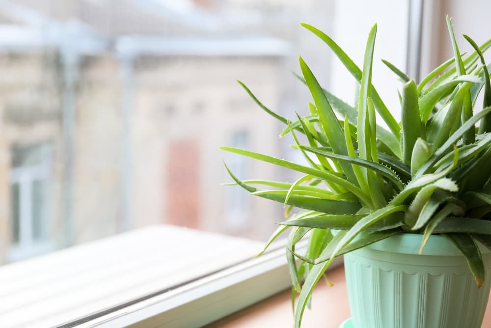 potted aloe vera on a home windowsill