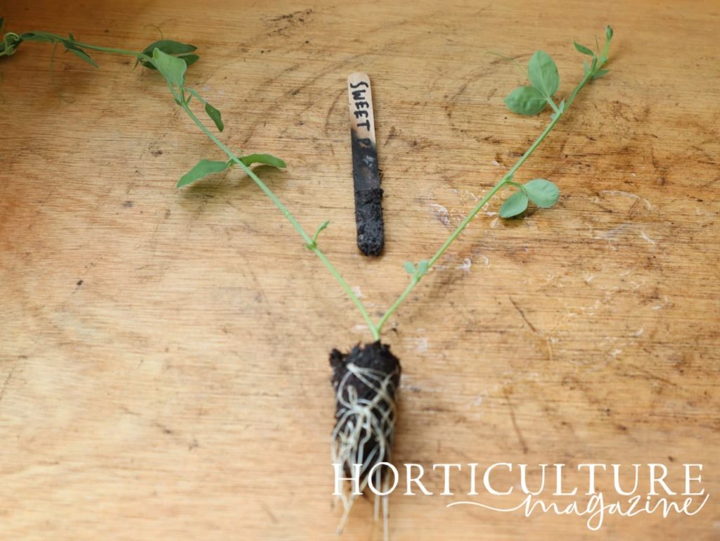 a sweet pea plug plant removed from its tray and laid on a potting table with visible white roots