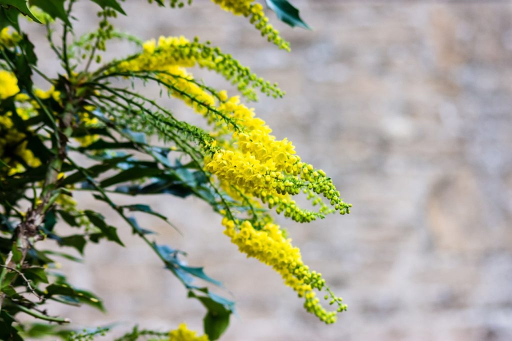 long arcing branches bearing small yellow flowers in clusters of a mahonia plant growing outside in front of a wall
