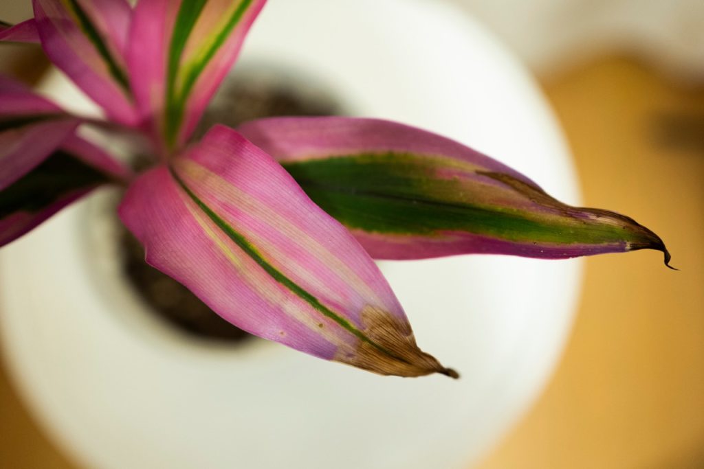 pink and green leaves of a cordyline plant that has brown tips at the edges
