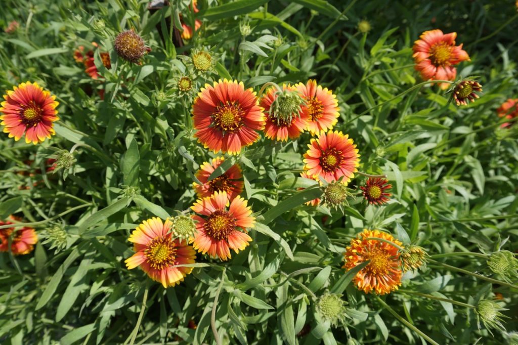 blanket flowers with orange, red and yellow petals