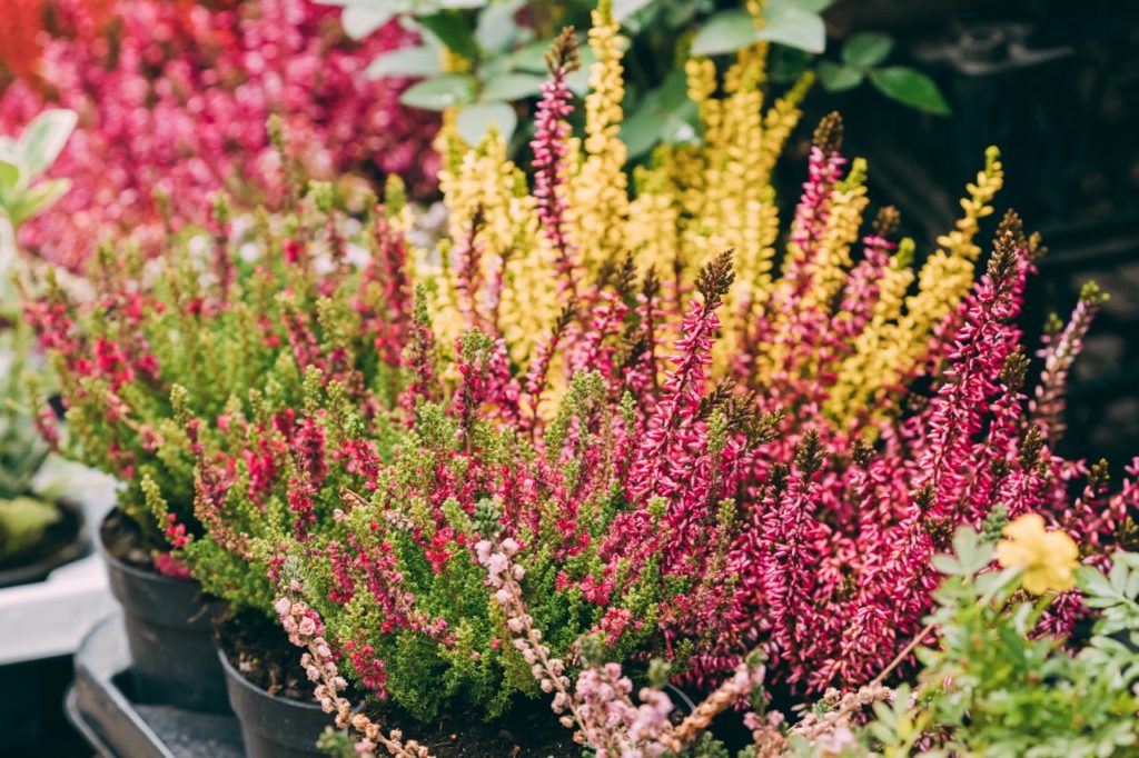 yellow, purple and pink flowering heathers growing in individual containers