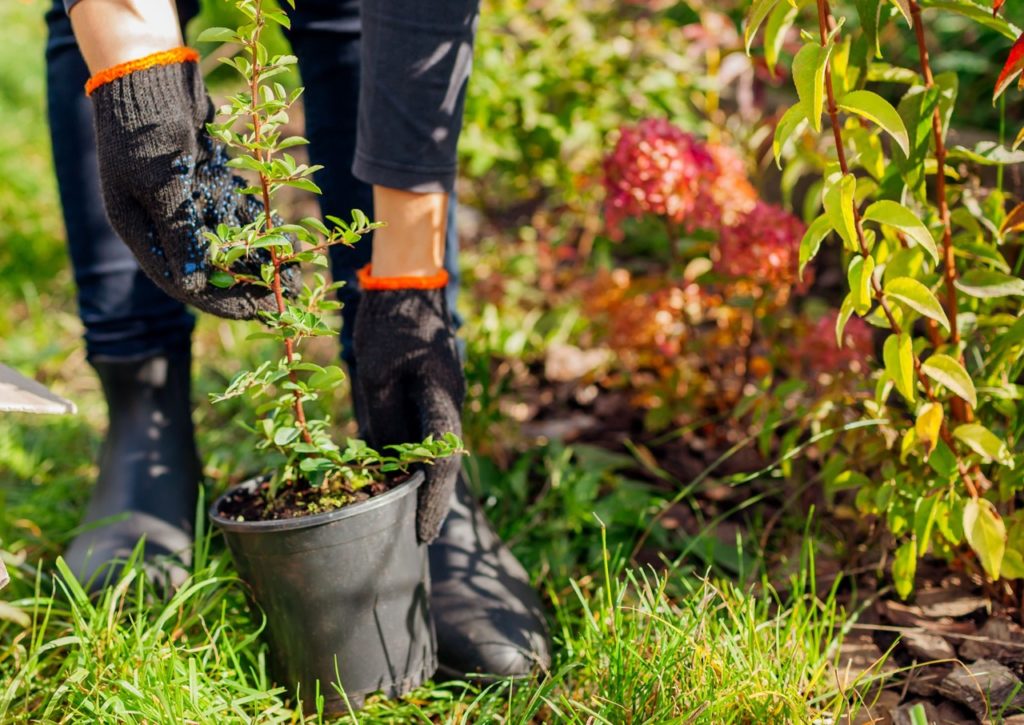 young pyracantha shrub growing in a container being lifted out of its pot by a gardener