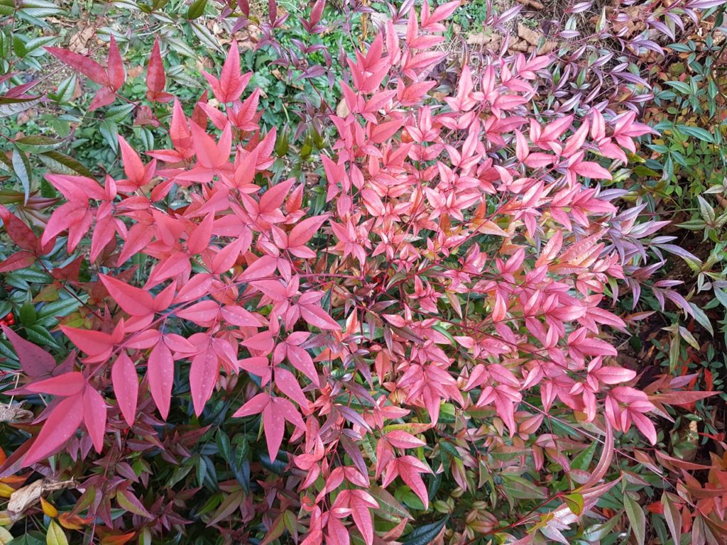 red leaves from a nandina domestica plant that has long cascading branches growing outdoors in front of other green shrubs