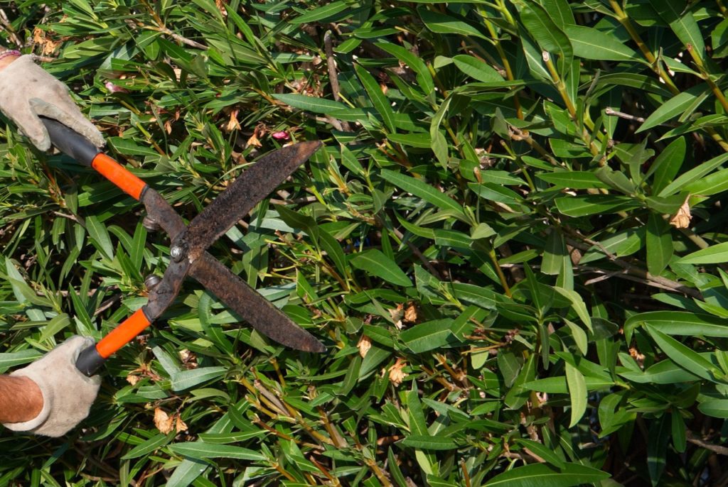 pruning shears cutting the foliage from an oleander shrub to keep it in a hedge form