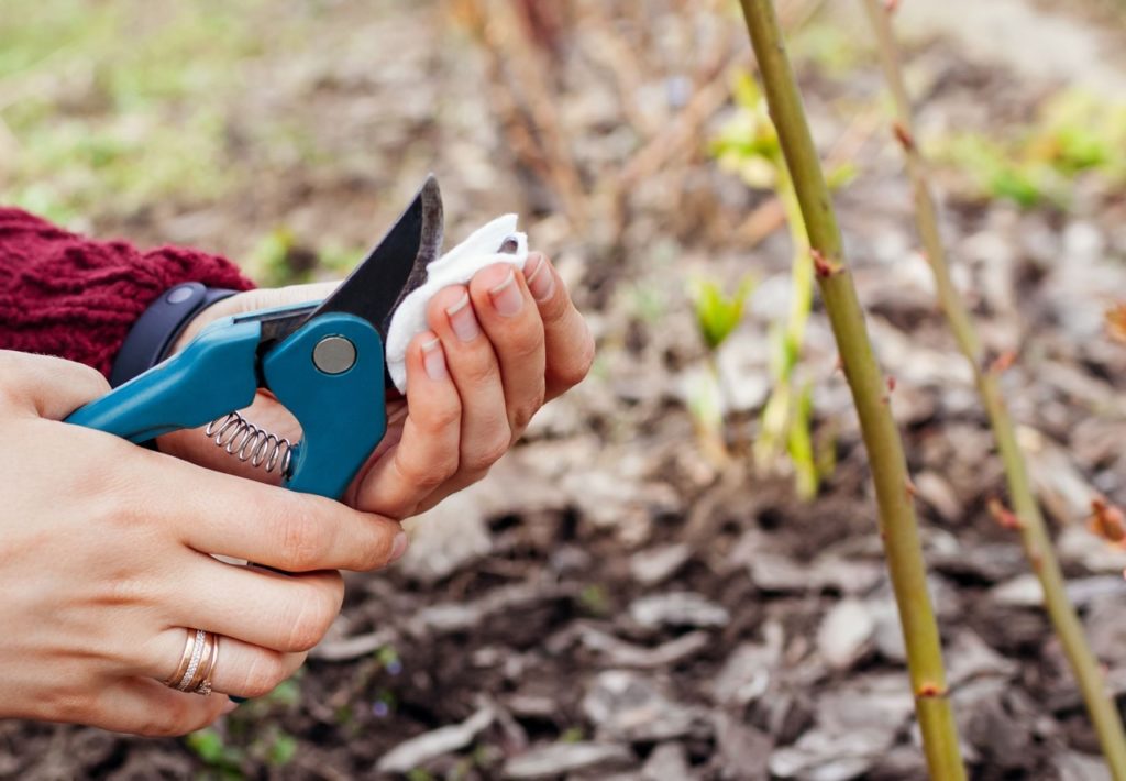 gardener using a cotton wool pad to clean a pair of blue secateurs