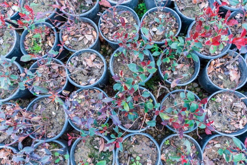 photinia seedlings with some red and green leaves growing in pots