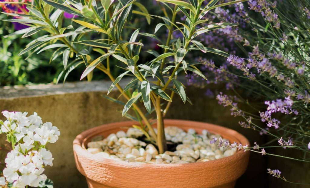a small nerium tree growing in a pot that has been covered with stones, with flowering lavender in the background
