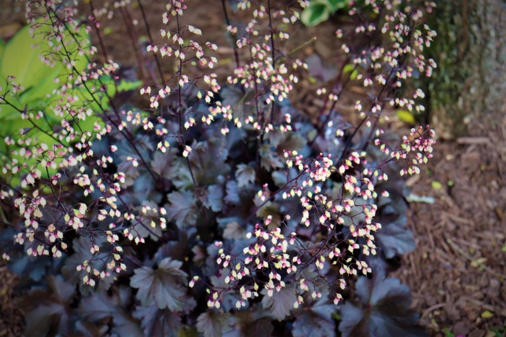heuchera 'plum pudding' with dark purple leaves and red stems that are bearing tiny white flowers growing outside on mulched ground