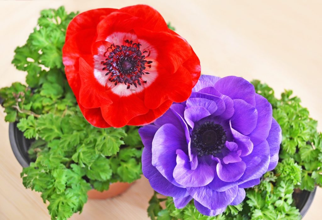 potted red and purple flowering anemones with ruffled petals growing indoors on a table