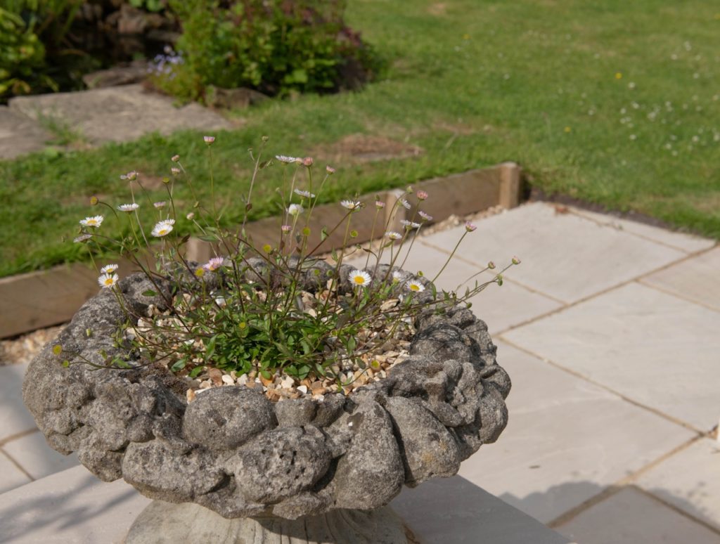 Mexican Fleabane growing in a stone container filled with small pebbles outside on a garden patio