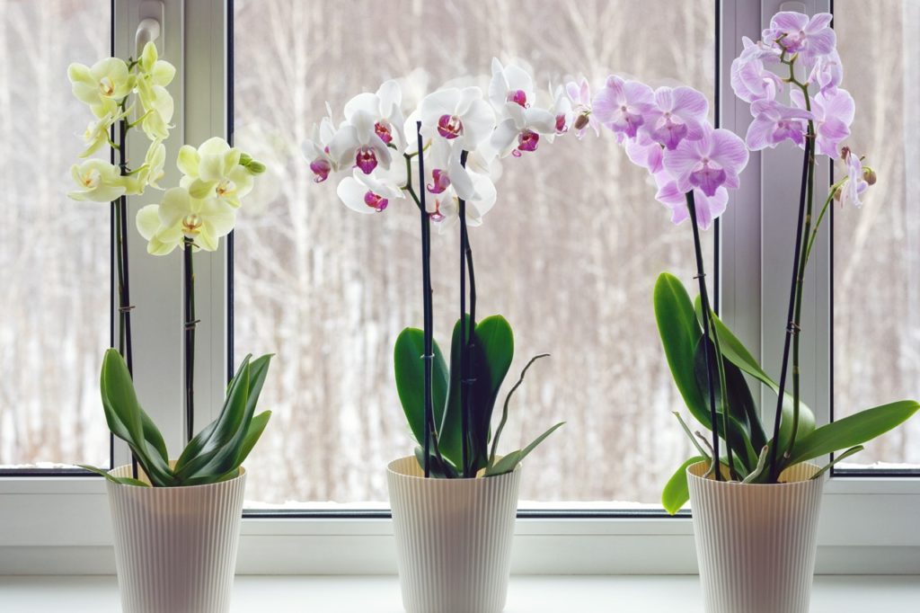 white, yellow and purple flowering potted Phalaenopsis growing on a windowsill