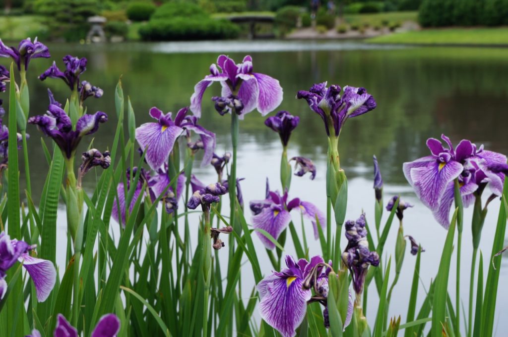 purple flowering irises with long green stems and leaves growing in front of a large pond