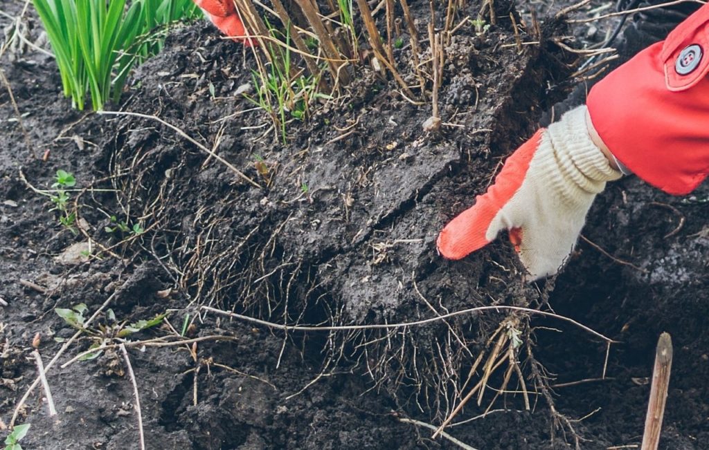 a plant being lifted from the ground to reveal its thin roots that are covered in soil