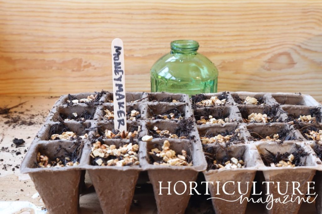 compostable seed trays filled with compost and labelled 'moneymaker'