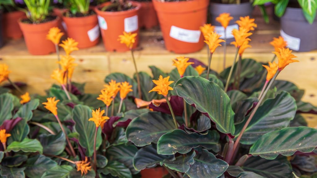 eternal flame houseplant with star-shaped orange flowers and dark green large leaves growing in pots in front of other potted plants