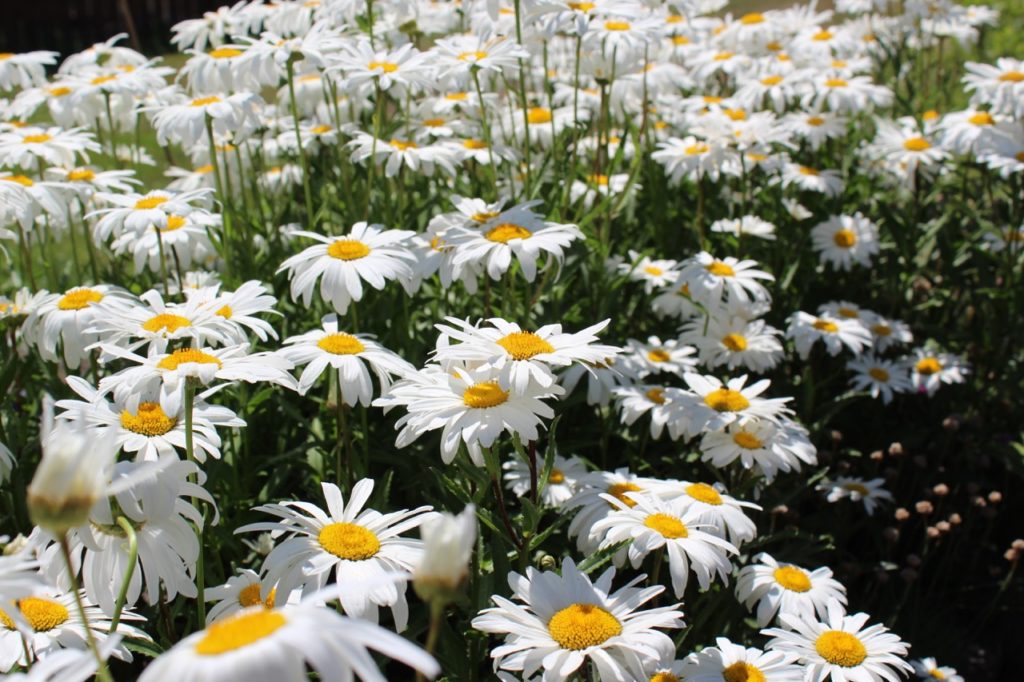 a field of shasta daisies with white petals and yellow centres growing outdoors