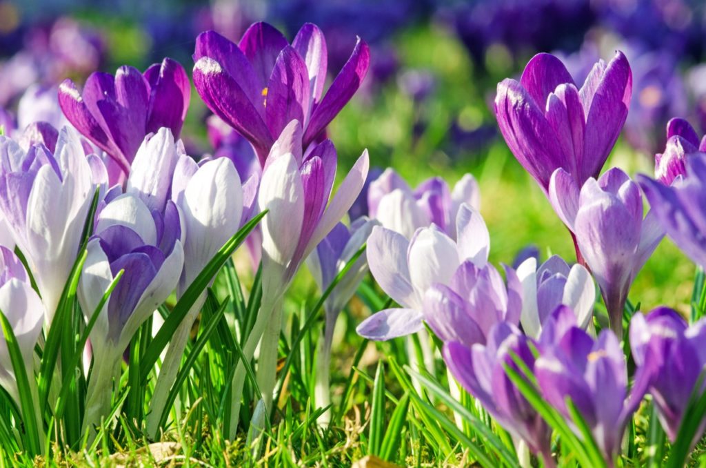 purple and white crocus flowers growing in a field amongst blades of grass 