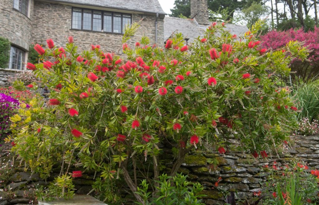 bright red spikes of a Callistemon 'splendens' tree growing in front of a wall with a large house in the background