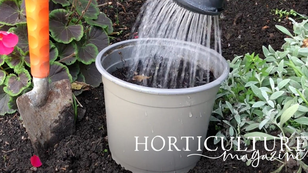 large pot full of compost being watered by a watering can with geraniums and a garden trowel with an orange handle in the background