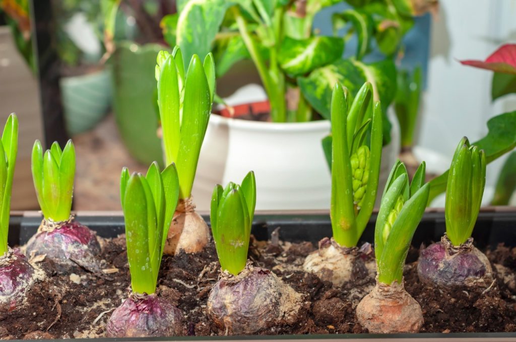 leaves sprouting from hyacinth bulbs growing in a long rectangular container indoors with other potted plants in the background