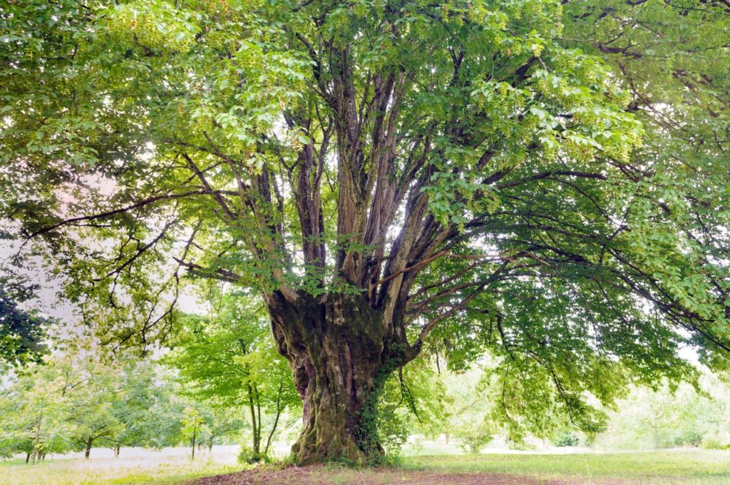 large, well-established Carpinus betulus tree with bushy green foliage