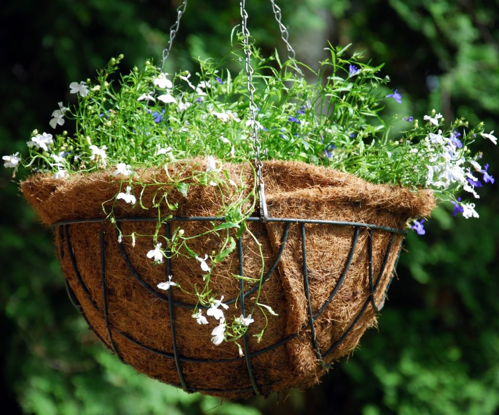 blue and white flowering lobelia growing in a brown hanging basket
