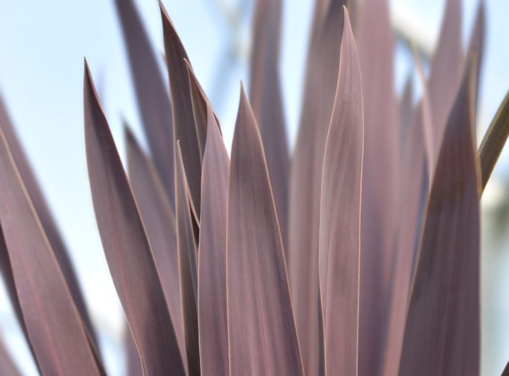 close-up of the tips of a cordyline australis 'Atropurpurea’ with smooth purple leaves