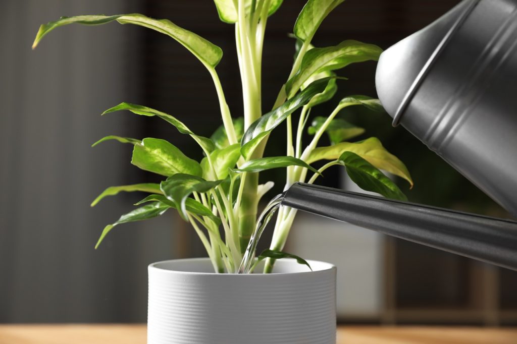 potted Dieffenbachia plant growing indoors being watered by a black watering can