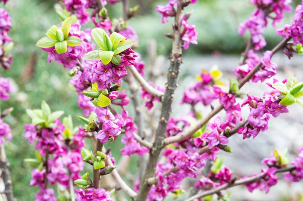clusters of pink flowers and young green leaves growing from woody branches of Daphne