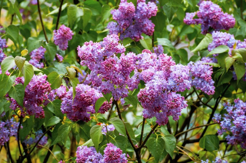 pink and purple clusters of flowers from a large lilac shrub