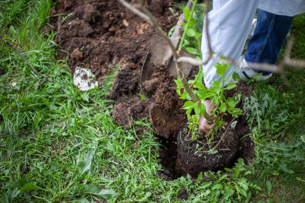 gardener placing a lilac shrub into a hole in the grassy ground and filling it in with soil using a large spade