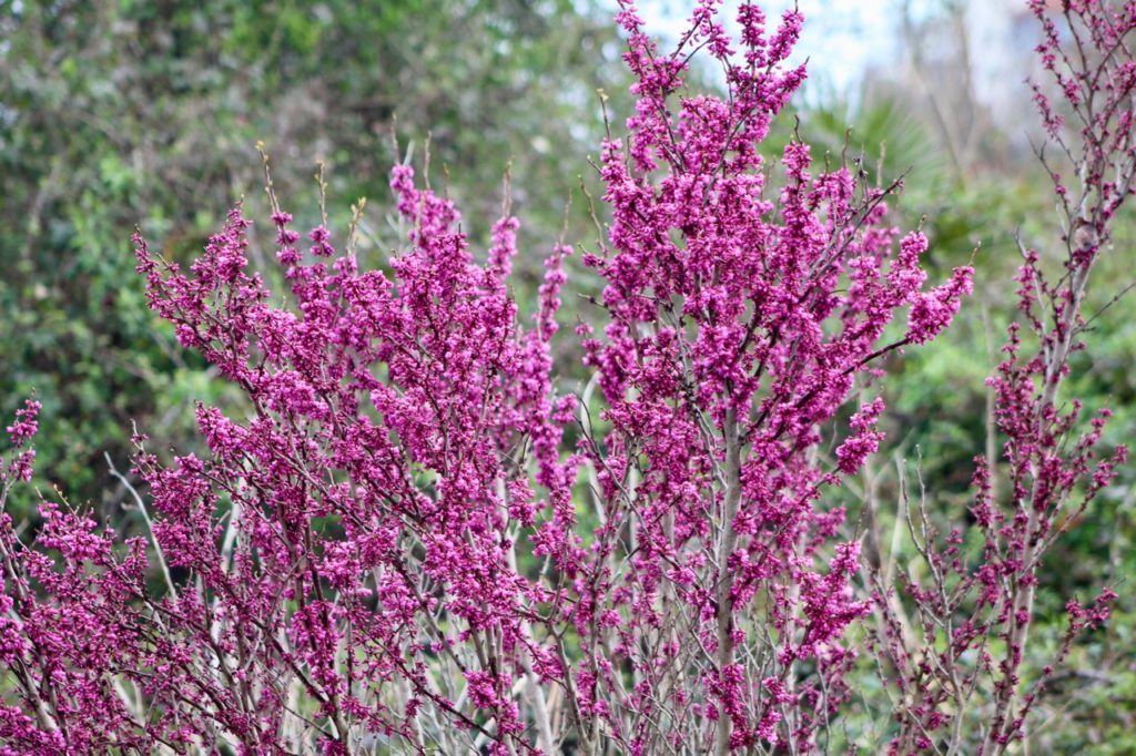 lots of small pink-purple flowers growing on woody branches from a Judas tree