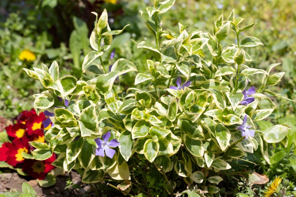variegated green and yellow leaves of a periwinkle plant with purple flowers growing in a garden bed