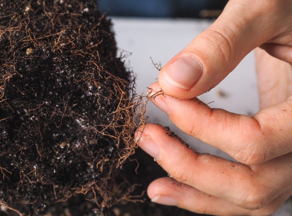 hands demonstrating the wiry dead roots of a plant affected by root rot