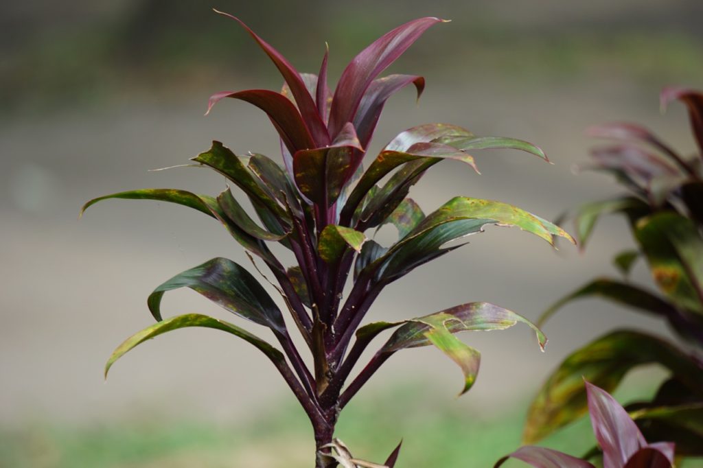 red stem of a cabbage palm with green and purple leaves growing outwards from the top