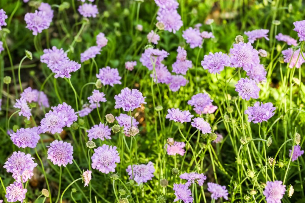 a field of scabiosa plants with tall stems bearing lilac coloured flowers