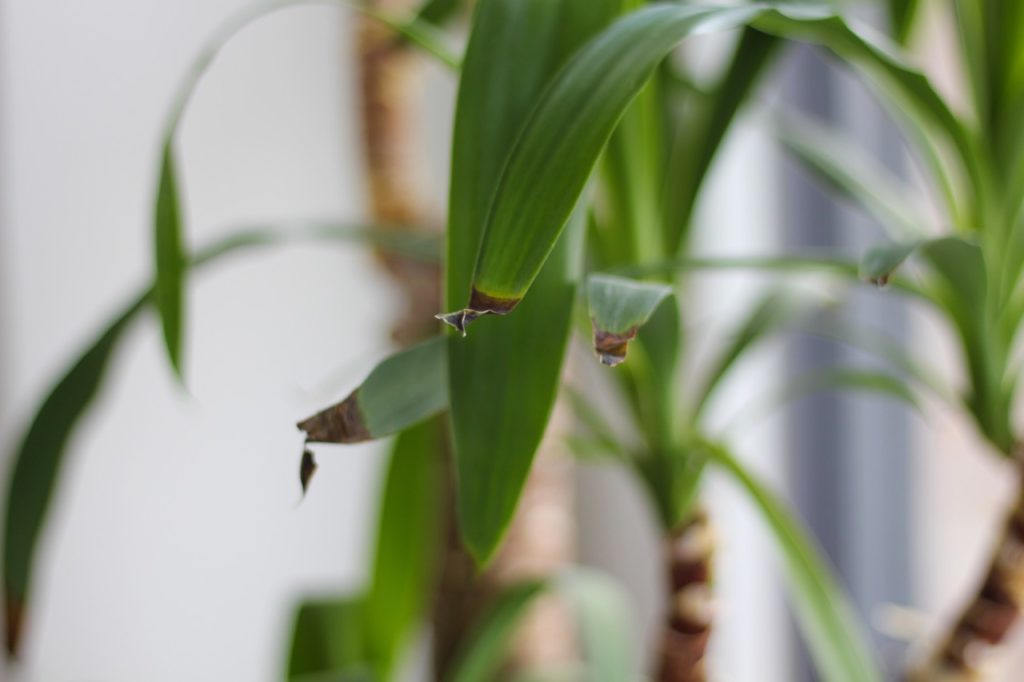 magnified view of droopy yucca leaves with brown tips