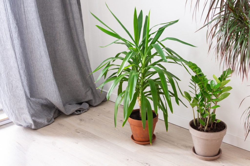 yucca and zz plants growing as potted houseplants in the corner of a home