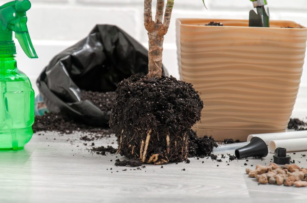 yucca plant showing its soil covered roots that have been dug up resting on a table next to an empty container  and a spray bottle