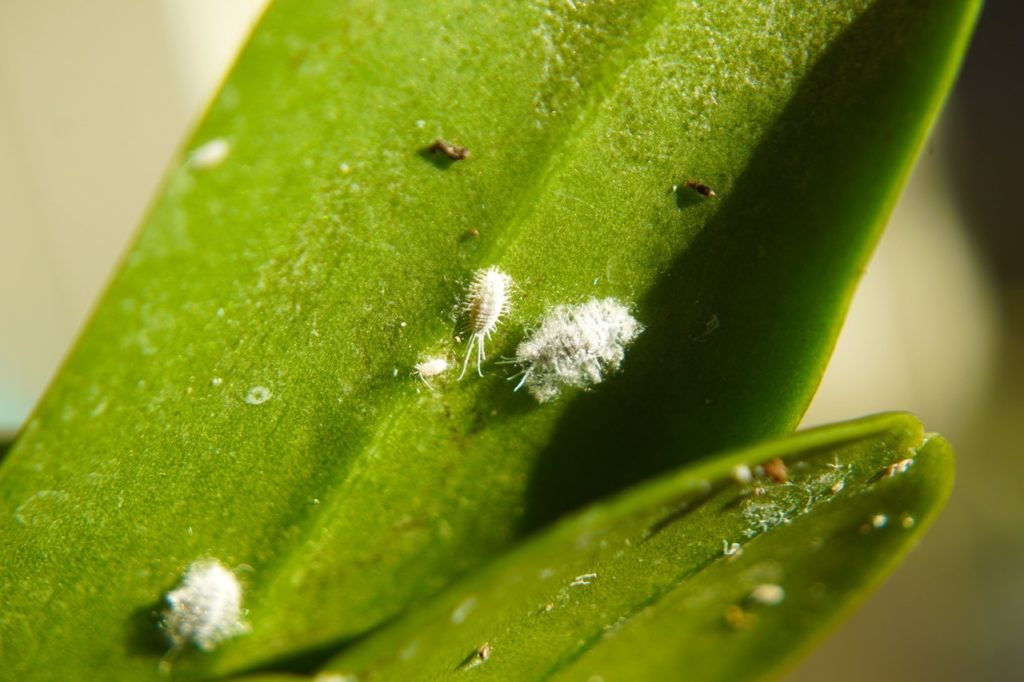 mealybugs on the surface of a green leaf