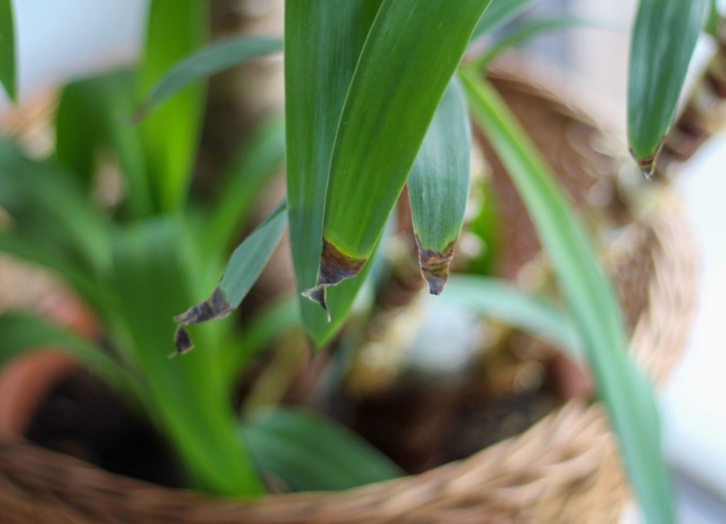 magnified view of an indoor potted yucca that has been overwatered and has drooping, brown leaves