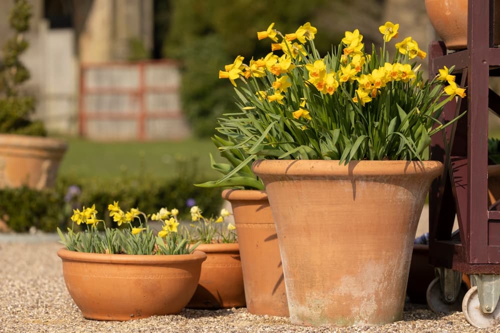 flowering Narcissus 'Tete a Tete' in large terracotta pots with large garden area in the background