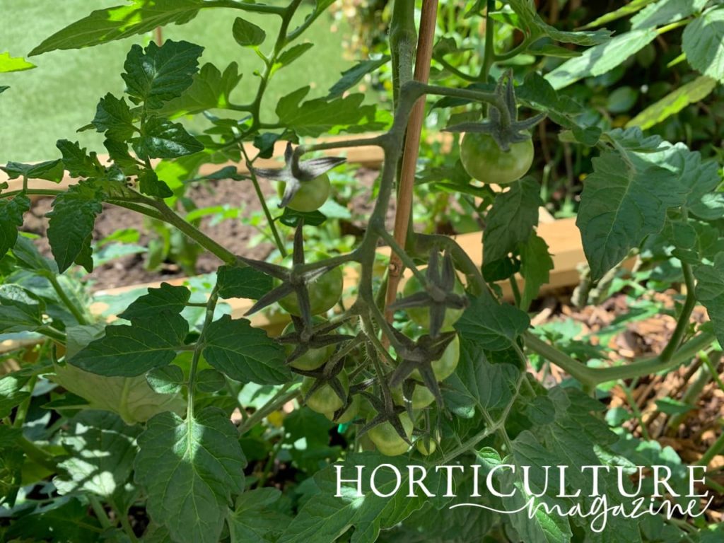 tomato plant growing in a sunny raised bed
