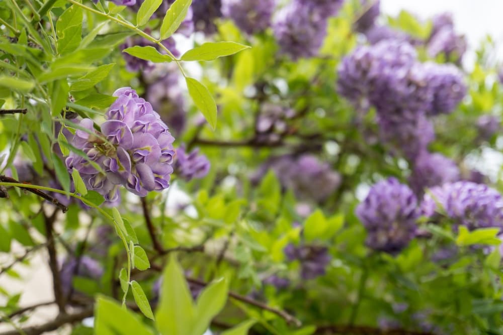 bushy flowering Wisteria frutescens